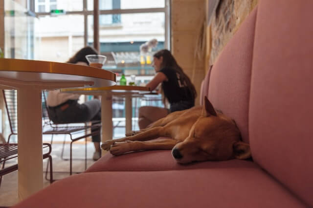 a dog sleeping on a restaurant booth