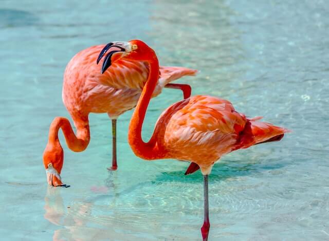 Flamingos in Aruba